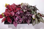 Flott plante med flotte blad