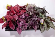 Flott plante med flotte blad