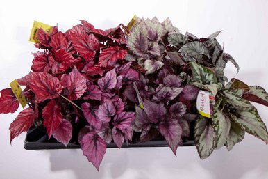 Flott plante med flotte blad