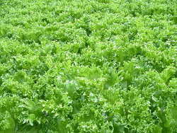 Vestlandssalat_400x300