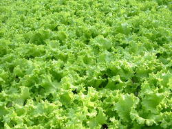 Rapidsalat_400x300