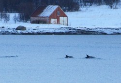 2 spekkhuggere_400x277