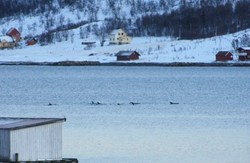 Flokk (2)_400x260
