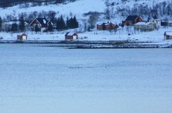 I vannskorpa (2)_400x263