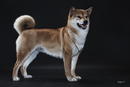 2010-Boe_NajaninsKimiMusome_TiaBIRChampion_450x300