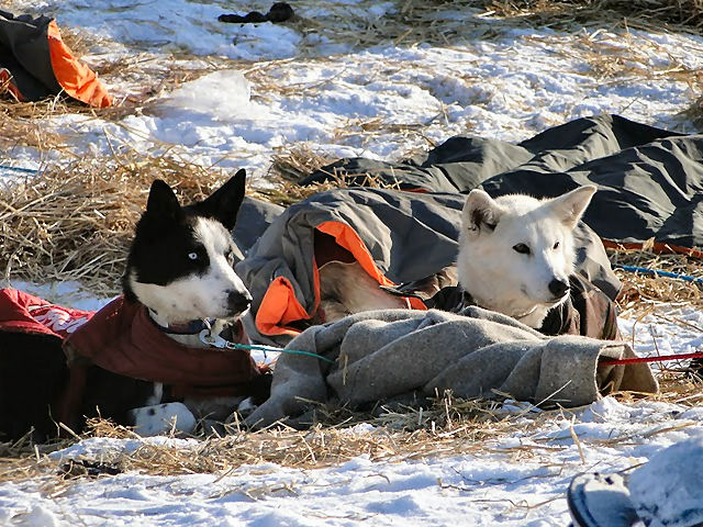 Hunder i Finnmarksl&oslash;pet 2010