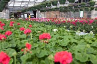 Pelargonia Drivstua