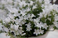 20100609-IMG_4527