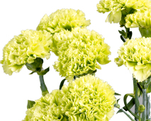 Blomster