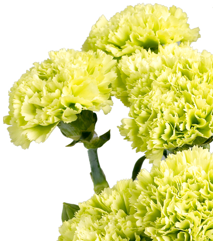 Blomster