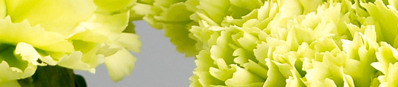 Blomster