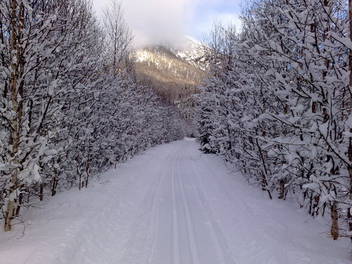 Skispor i Nessadalen med sn&oslash; p&aring; trea