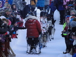 Hundekjører i folkemengde_200x150