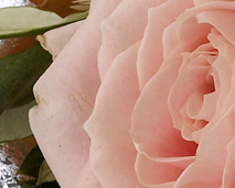 Blomster