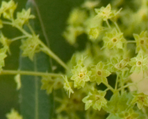 Blomster