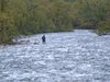 Skogsfjordelva_100x75