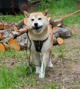 MjaerumshogdasYuKoatsu_2011-08-05_spor_450x500