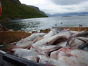 mer fisk