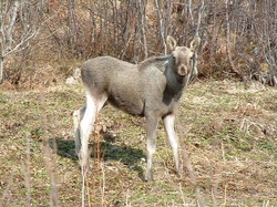 Elgkalv