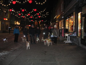 Adventstur med Shiba i Tromsø