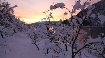 Fruktre i snø, Esefjorden, foto JH Fruktre i snø, Esefjorden, foto JH