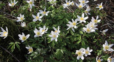 Kvitveisblomstring p&aring; Vikane
