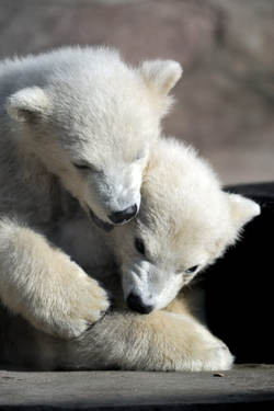 two-little-polar-bear-cubs-playing