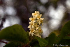 heggeblomst-2646