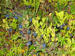Blå- og blokkeb_400x300