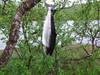 smålaks_100x75