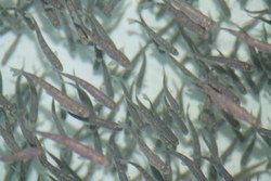 Smolt_400x267