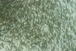 Smolt 1_400x267
