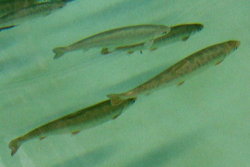 Slakteferdig fisk_400x267
