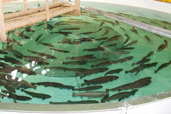 Stamfisk_400x267