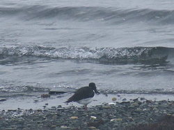 Tjeld1_400x300