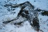 Død elgkalv i fjæra_100x67