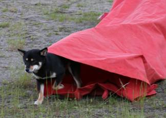 Kiri på Agilitystevne