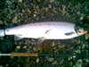 3,5 kg Skogsfjordelva 20
