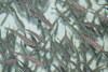 Smolt_100x67