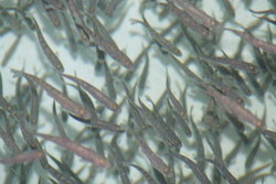 Smolt_400x267