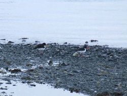 Tjeld 2_400x300