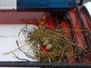 Egg ingress_100x75