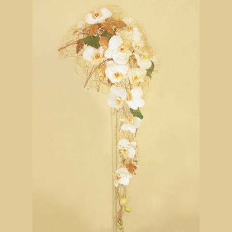 Phalaenopsis i gull