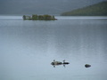 Grågås ved Skogsfjordvannet