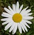 Blomst