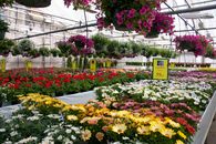 Drivstua_blomster_4