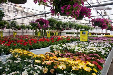 Drivstua_blomster_4