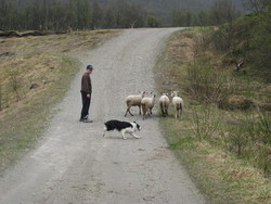 Stein-Ottar_400x300