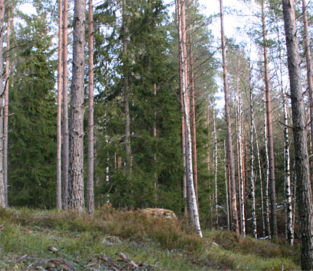 Natt-NM 2010. Foto: OPN.no.