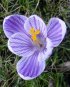 Blomst.